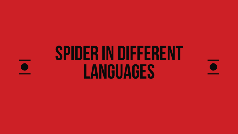 how-to-say-spider-in-other-languages-in-the-world-live-sarkari-yojana