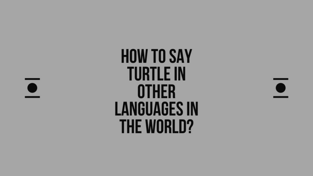 How to say Turtle in other languages ​​in the world?